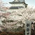 新発田城址公園の桜2016①　＜手抜きな上にマスタードが泣かせるカツサンド弁当＞