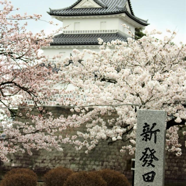 新発田城址公園の桜2016①　＜手抜きな上にマスタードが泣かせるカツサンド弁当＞