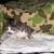 猫寄せホイホイ
