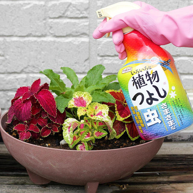 * いろいろ植物つよし♪