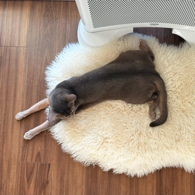 猫と暮らすと写真まみれになる