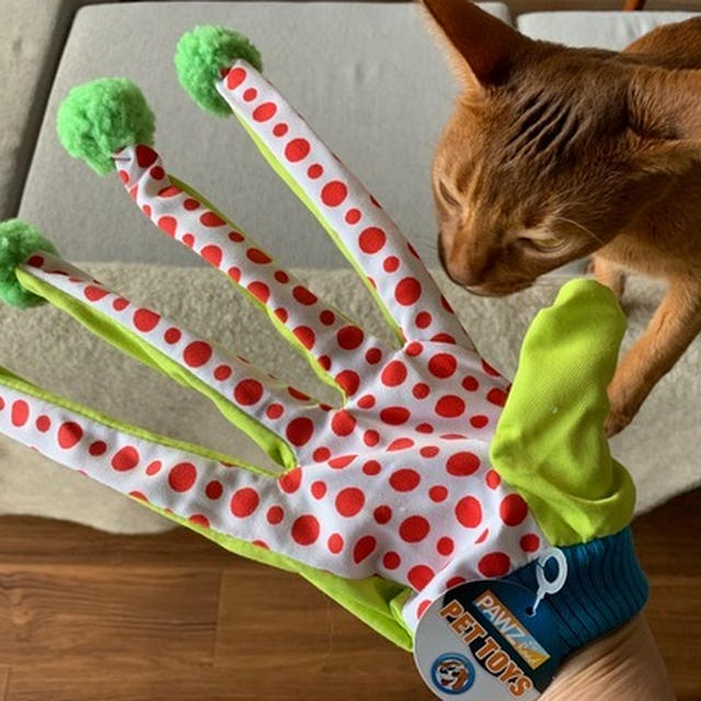 手袋型の猫じゃらし　ブツブツの見た目の気持ち悪さが…( ꒪⌓꒪)