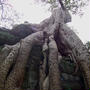 【旅の回顧録】2007年カンボジア旅行記６〜トゥクトゥク最終章〜
