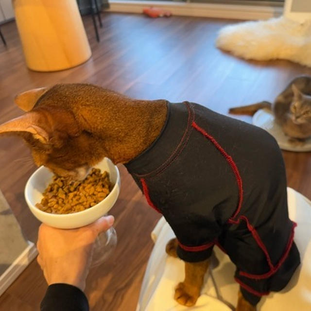 絶対降りないちゃん、膝でカリカリを食べる