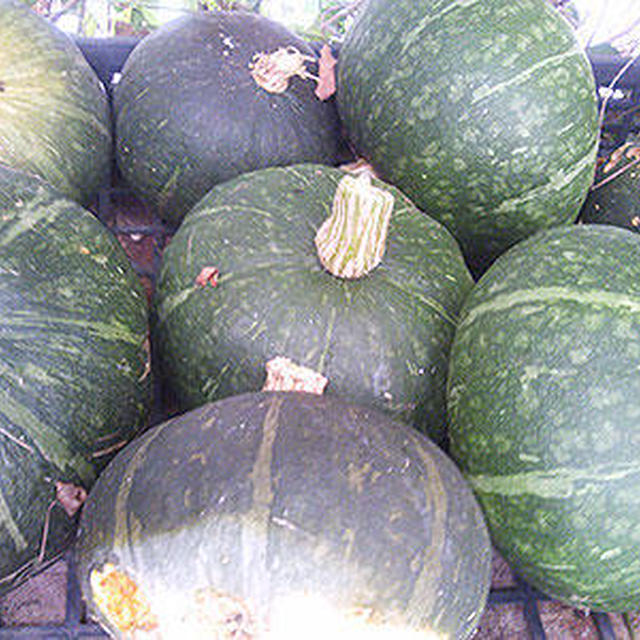 夏野菜も終わり近し。