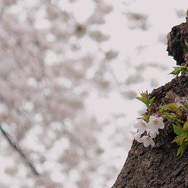 桜が満開