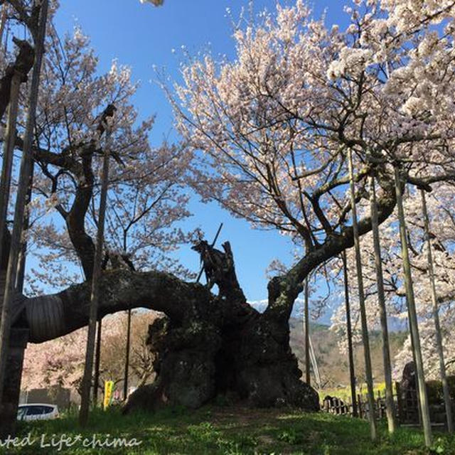 樹齢二千年を超える日本最古の桜✿神代桜