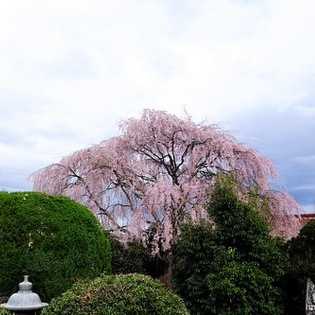 2023年の桜や花たち。at 埼玉ふじみ野・秩父・小川町・浅草