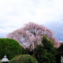 2023年の桜や花たち。at 埼玉ふじみ野・秩父・小川町・浅草