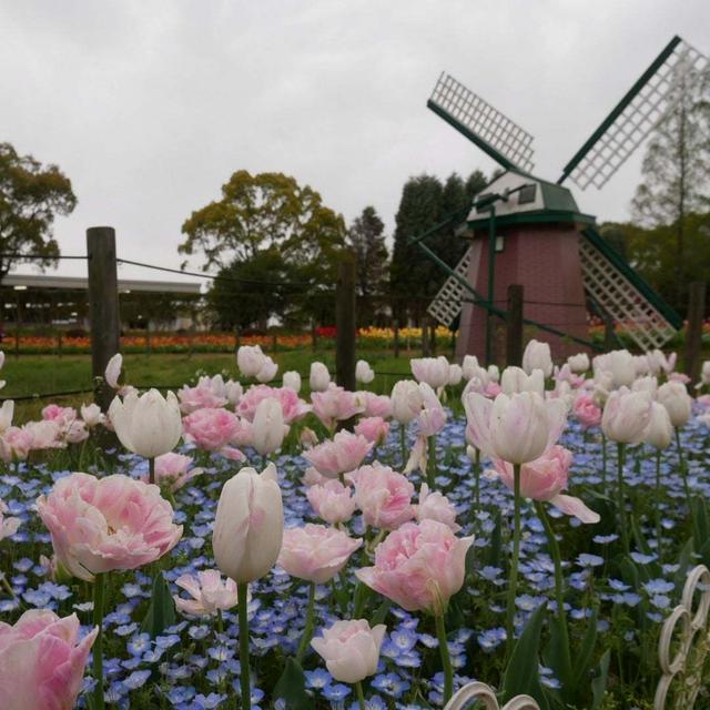 兵庫県フラワーセンターのチューリップ、最近撮った写真#ameba写真部