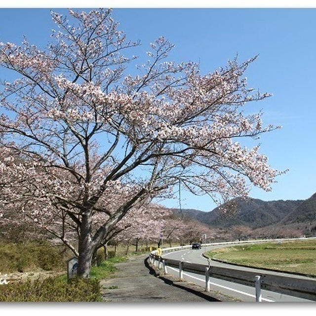 ダム湖畔の桜
