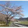 ダム湖畔の桜