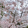 桜とOKAMILABOのごはんでご機嫌な日