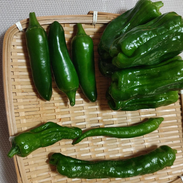 緑野菜の収穫