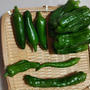 緑野菜の収穫