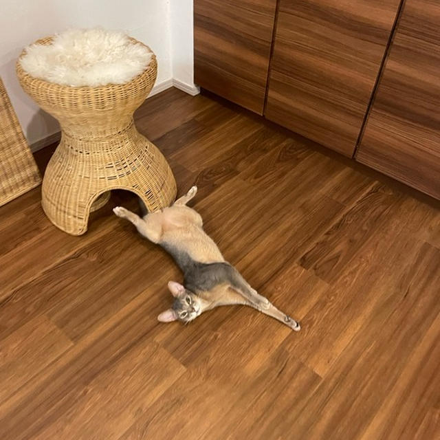 猫が落ちてる季節を過ぎても…