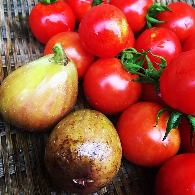 【Instagram】実家で採れた自生ミニトマトと今年初のイチジク。先日まで夏だったのに急に秋めいてきた。ここから今年が終わるまでが早いんだろうなぁ。#いちじく #イチジク