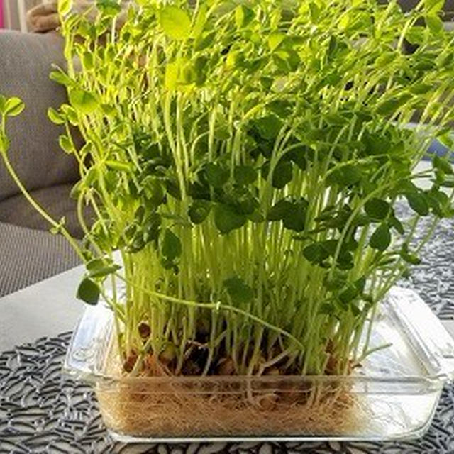 水栽培で育った豆苗　収穫祭と鶏の産地の話