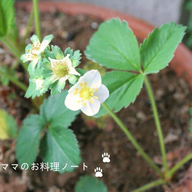 嬉しいこと☆つくれぽと掲載と！