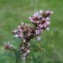 オレガノ＆オリヅルランの花