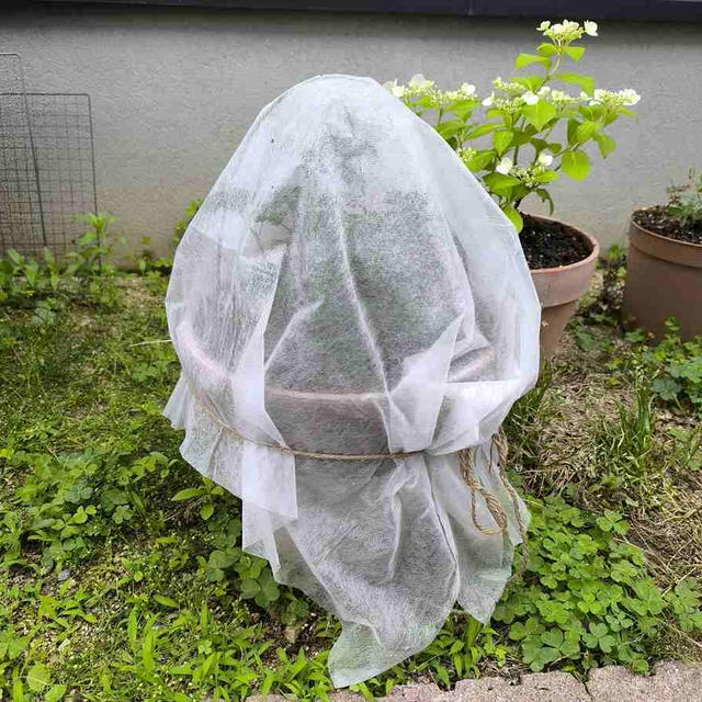 パセリのプランターに防虫ネットをかぶせました。これでいいの？