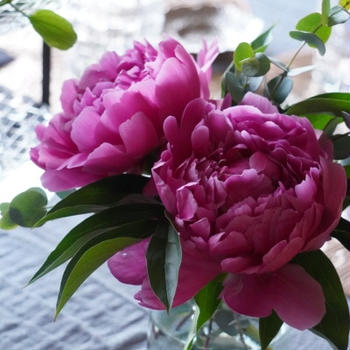 『立てば芍薬、座れば牡丹、歩く姿は百合の花』は生薬の使い方？