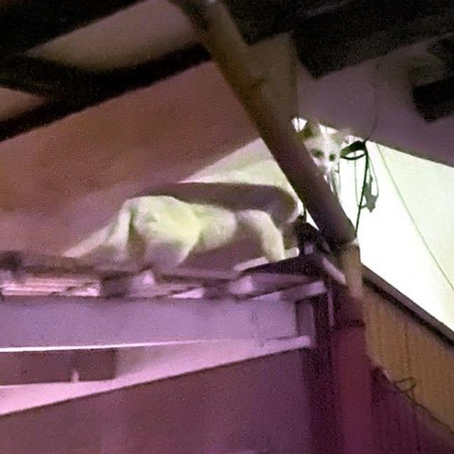 子猫二匹寄れば家が壊される