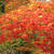 京都の素敵な紅葉をお裾分け！心癒されました。