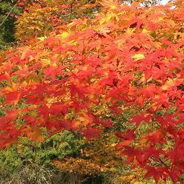 京都の素敵な紅葉をお裾分け！心癒されました。