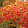 京都の素敵な紅葉をお裾分け！心癒されました。