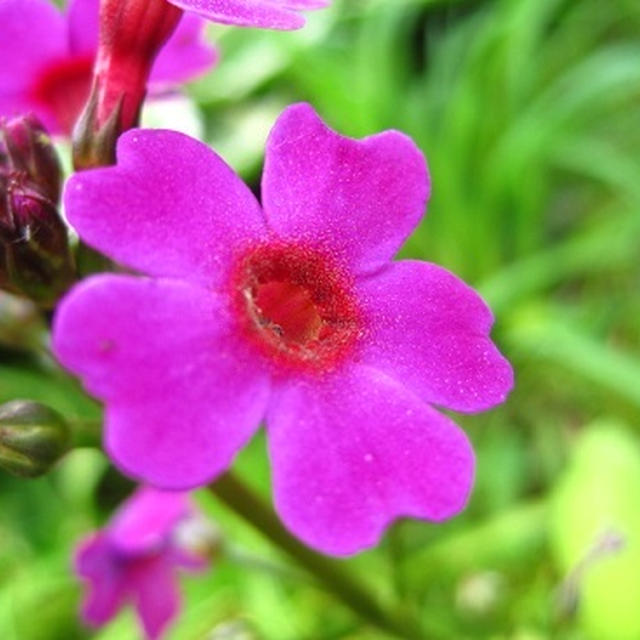 菜の花とイカの明太クリームパスタ☆