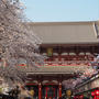 浅草寺の桜、上野公園