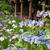 菖蒲と紫陽花♪ 花の寺 本土寺にて