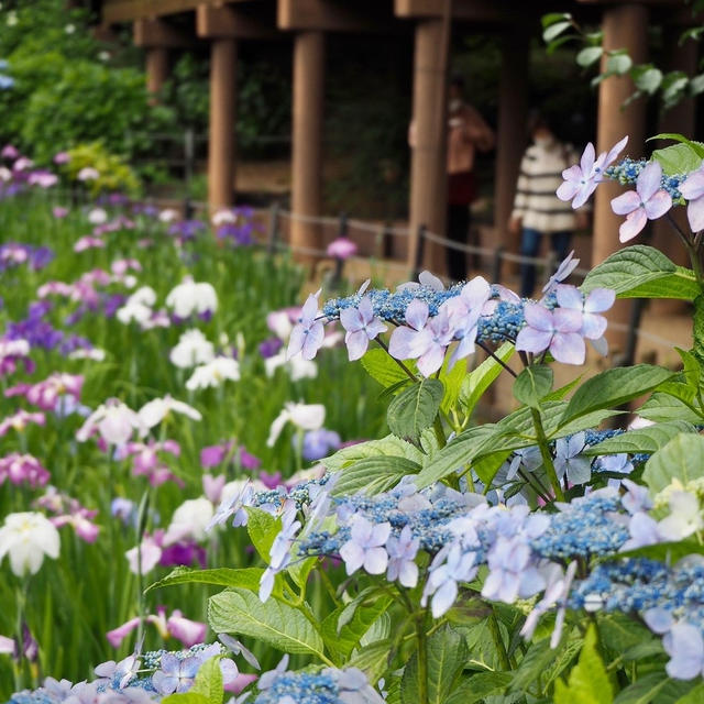 菖蒲と紫陽花♪ 花の寺 本土寺にて