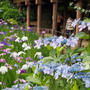 菖蒲と紫陽花♪ 花の寺 本土寺にて