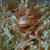 父の日のディナーとColeslaw