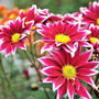 ■Myファームの花便り【咲き始めた菊メインで　ご紹介です♪】