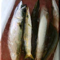 ◆【赤カマス】釣りに出かけたダーリン♪～釣果でおうちごはん♪