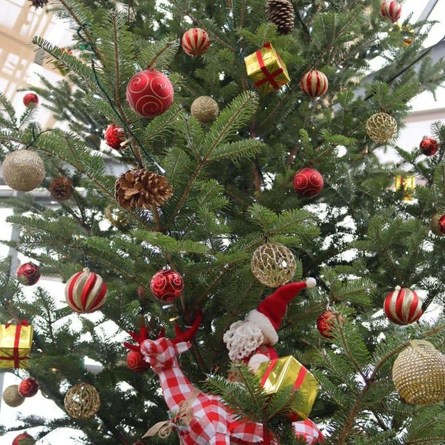新潟県立植物園クリスマス展④