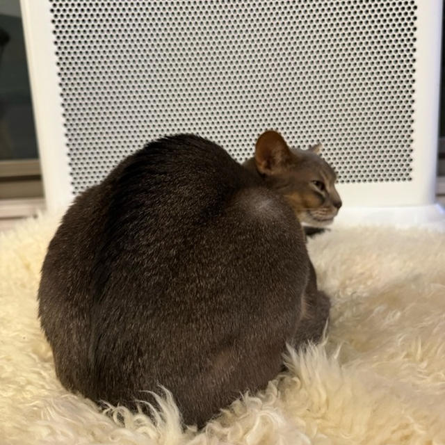 おはぎが落ちてる？