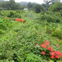 はじめての家庭菜園（9月下旬）☆葉山の棚田・稲穂