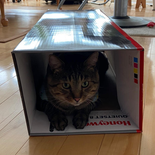 ポークロインを焼く