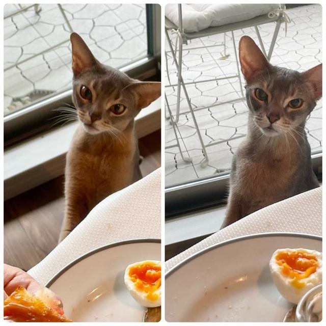 猫とモーニングセット