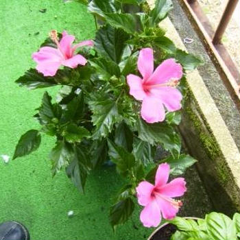最近、咲いてますかぁ？