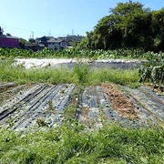 秋ジャガイモ発芽&就業構造基本調査☆葉山農園（9月下旬）