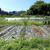 秋ジャガイモ発芽&就業構造基本調査☆葉山農園（9月下旬）