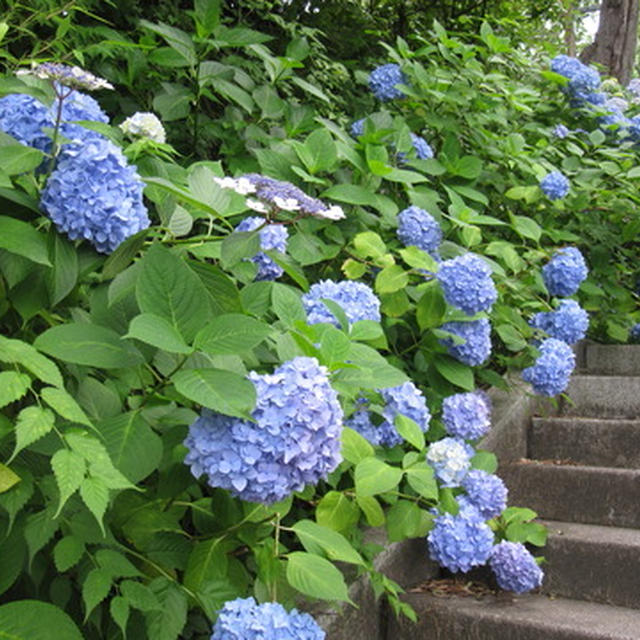 資福寺の紫陽花観賞と【コモズカフェ・長町】