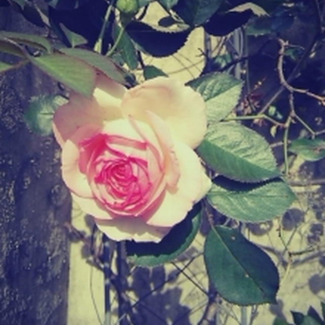 庭の花達♪