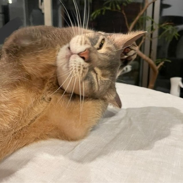 ぼくちんのお手入れは、独特でかわいい
