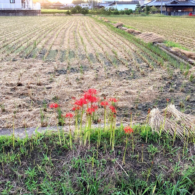 秋が来る